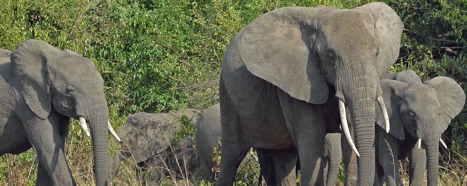 Elephants in Queen